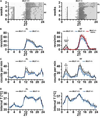 The Hepatic Monocarboxylate Transporter 1 (MCT1) Contributes to the Regulation of Food Anticipation in Mice